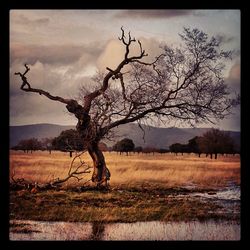 Bare trees on field