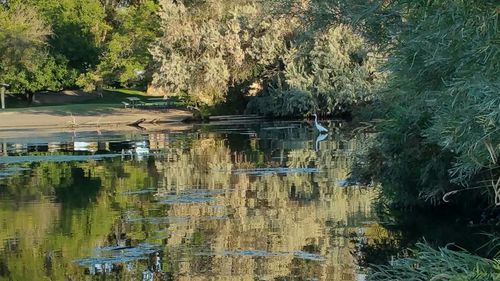 Scenic view of lake in forest