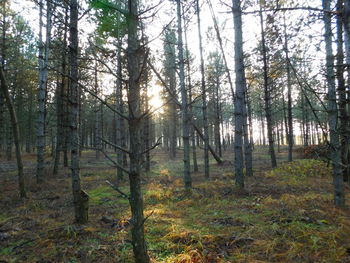 Trees in forest