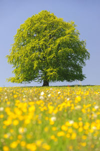 Yellow flowering plants on field against clear sky