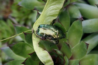 Close-up of insect on leaf