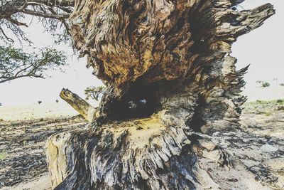 Close-up of tree trunk against sky