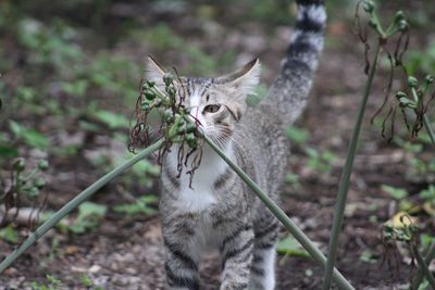 Cat looking away on field