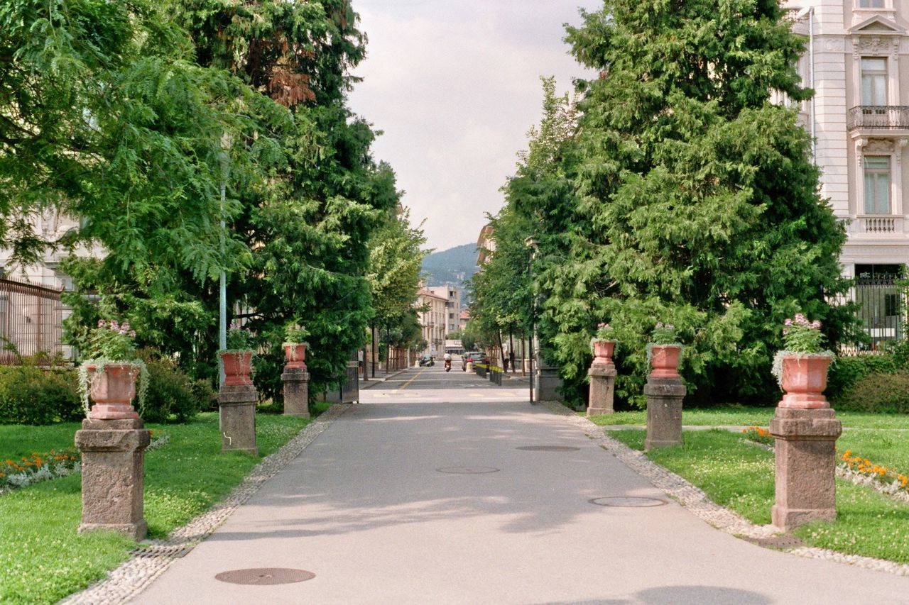 STREET AMIDST TREES IN CITY