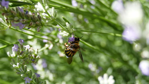 Close-up of bee on flower