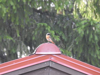 Bird perching on roof against trees