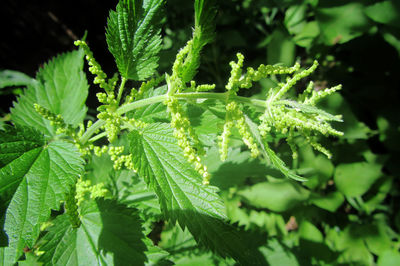 Close-up of fresh green plant