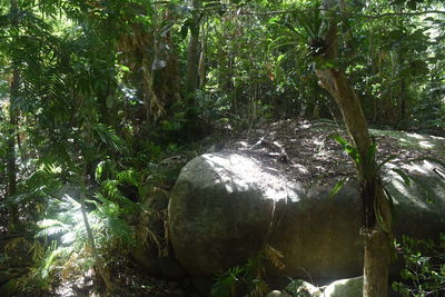 Scenic view of forest