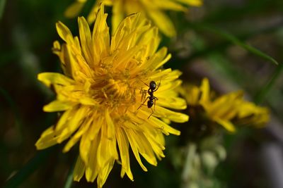 Close-up of bee pollinating on yellow flower