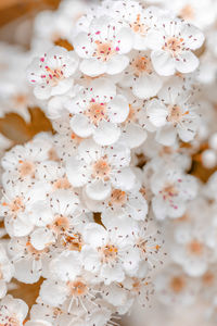 Close-up of white cherry blossom