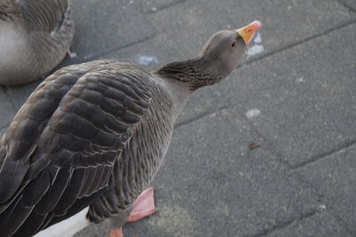 Close-up of bird