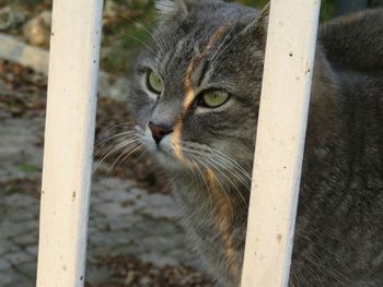 Close-up portrait of cat