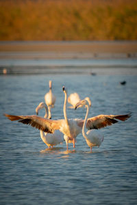 Seagulls flying over lake