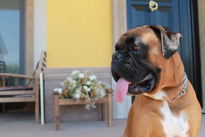 Close-up of dog looking away at home