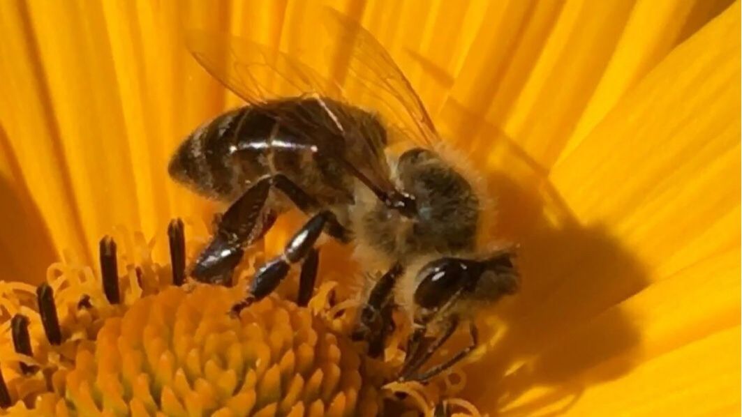 CLOSE-UP OF HONEY BEE POLLINATING ON FLOWER