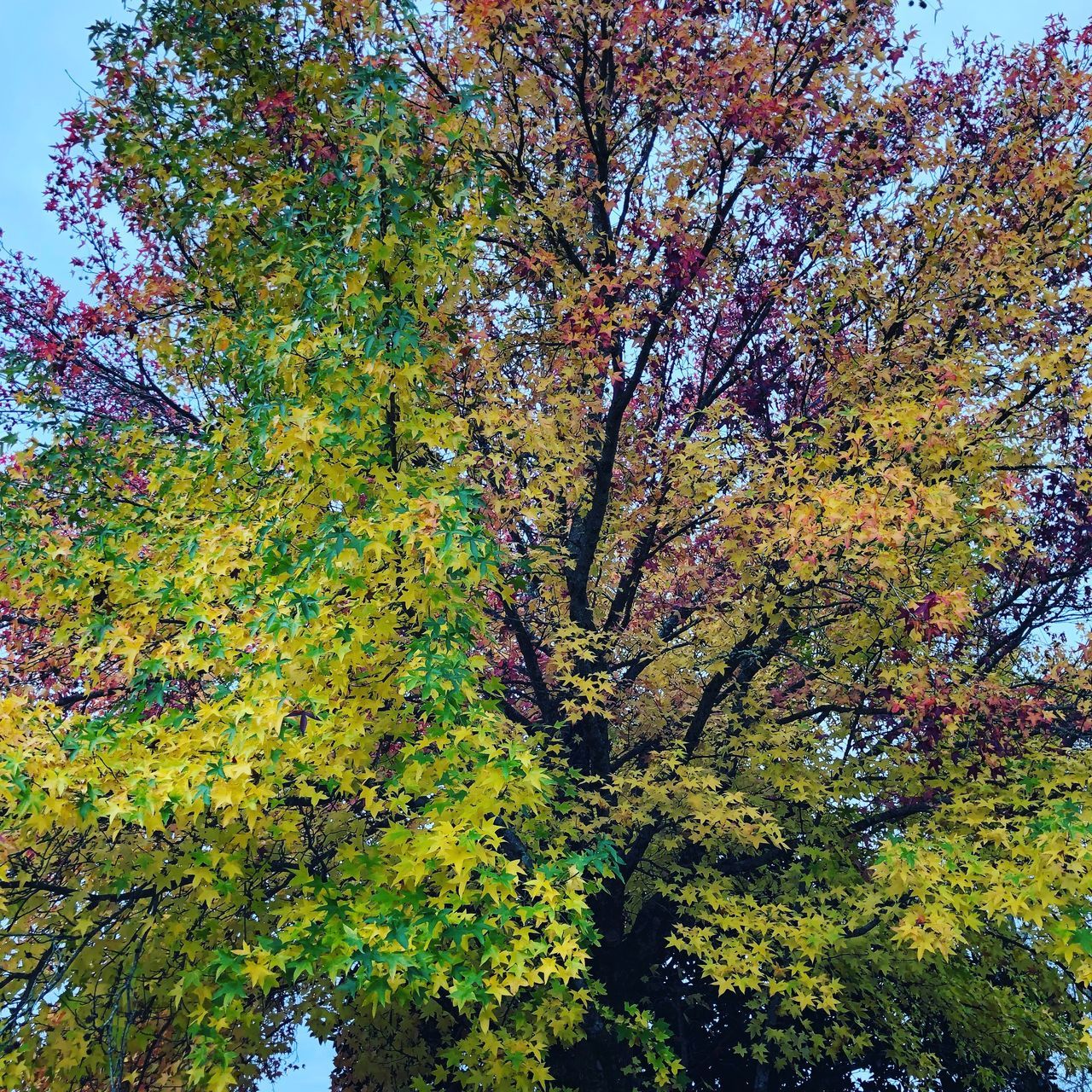 LOW ANGLE VIEW OF TREES IN AUTUMN