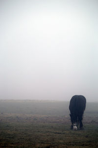 View of horse on field against sky