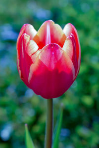 Close-up of red tulip