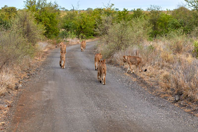 Pride of lions walking over the road in kruger