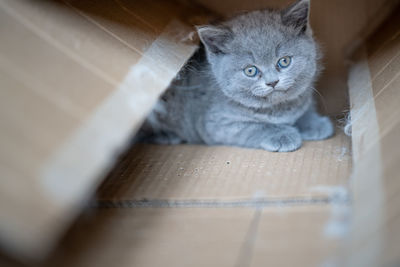 There is a lovely english shorthair blue cat in the room