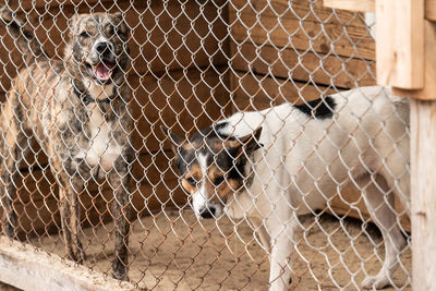 Dog seen through chainlink fence