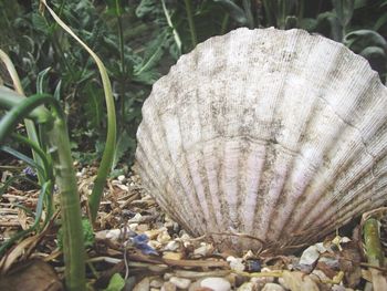 Close-up of plant growing in field