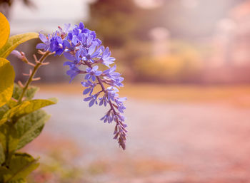 Close-up of purple flowering plant