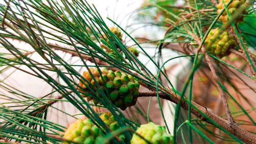 Close-up of fruit growing on tree