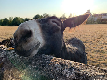 Close-up of a horse on field