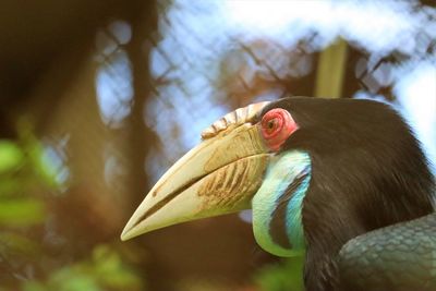 Close-up side view of a bird