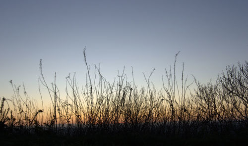 Scenic view of field against clear sky