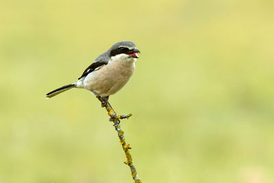 Close-up of bird perching on twig