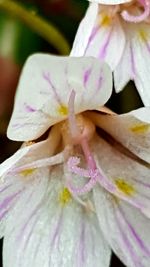 Close-up of pink flower