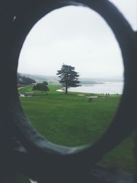 Trees on grassy field