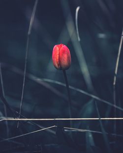 Close-up of red flower