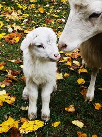 New born lamb with mothet