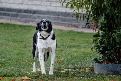 Portrait of a dog looking away