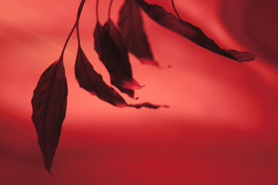 Close-up of red flower against blurred background