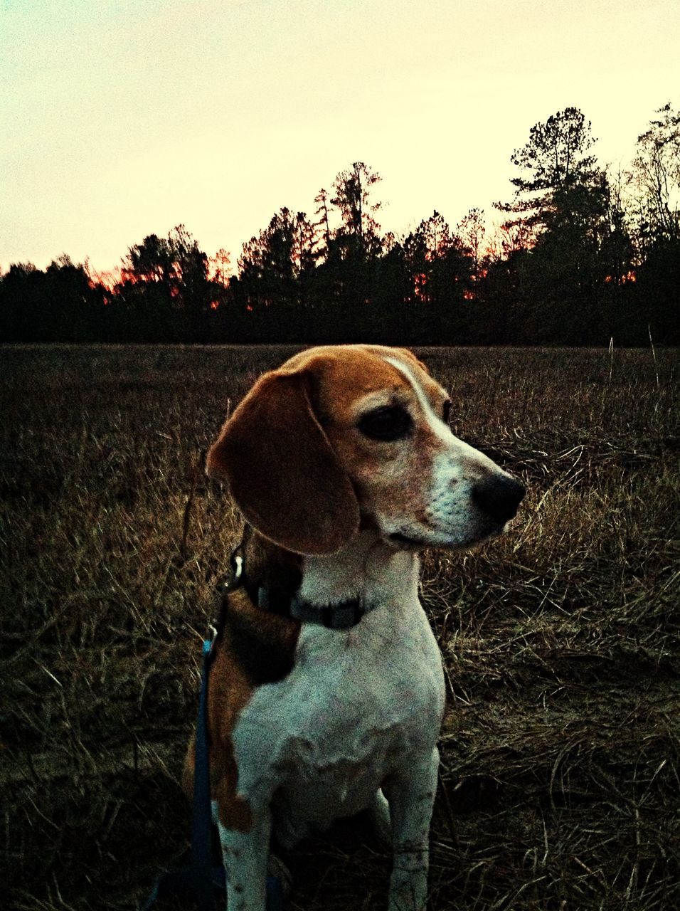 animal themes, mammal, domestic animals, field, one animal, livestock, landscape, tree, clear sky, grass, standing, nature, rural scene, sunlight, herbivorous, no people, outdoors, sunset, farm, zoology