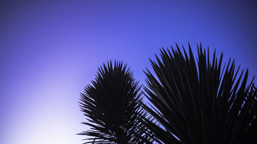 Low angle view of palm tree against blue sky