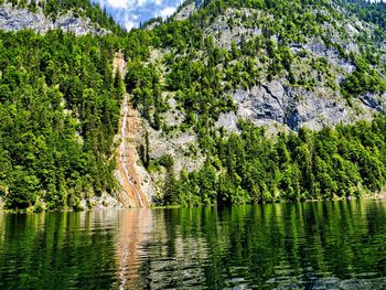 Scenic view of lake in forest