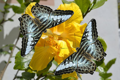 Close-up of butterfly on yellow flower