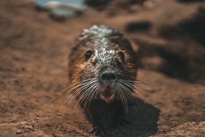 Close-up of an animal