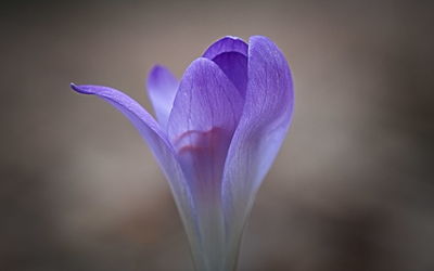 Close-up of purple iris