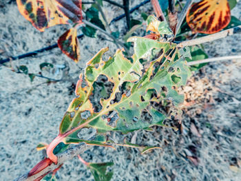 Close-up of caterpillar on leaf