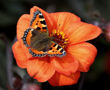 Close-up of butterfly pollinating on orange flower