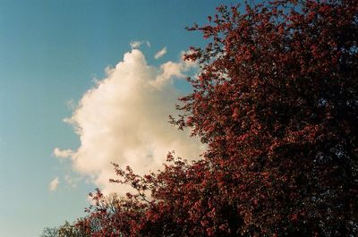 Low angle view of flowers blooming on tree against sky