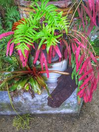 High angle view of potted plants