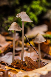 Close-up of mushroom growing on field
