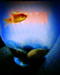 Close-up of fish swimming in water